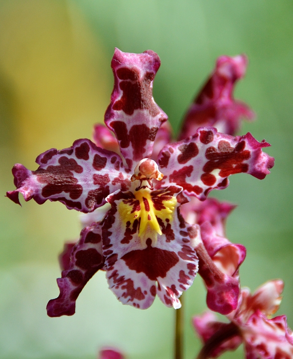 Orchids 2013 Krohns 067ads